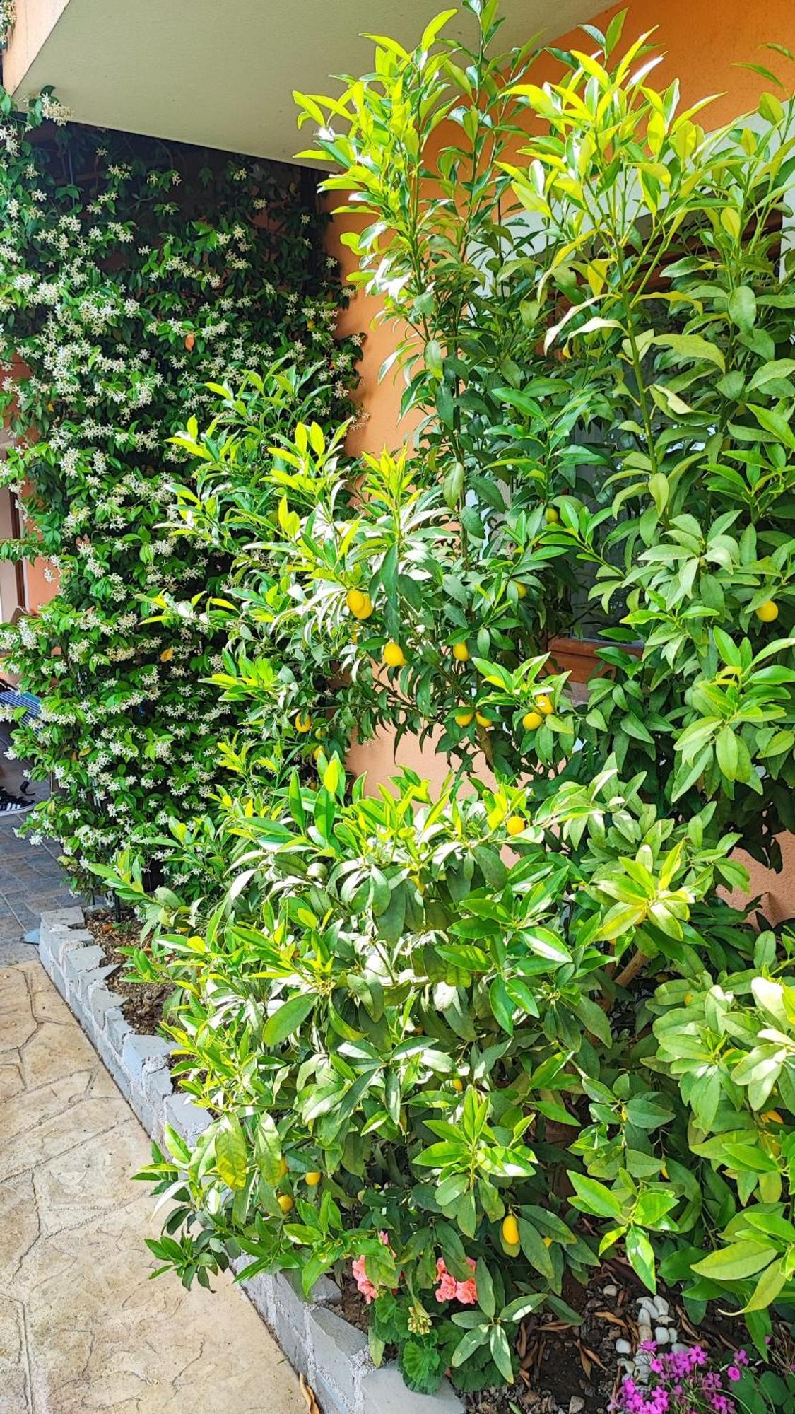 Apartment Wine & Olive Oil Mofardin Koper Exterior foto